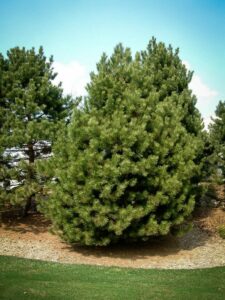 Сосна Чёрная (Pinus Nigra) купить по цене от 270.00р. в интернет-магазине «Посадика» с доставкой почтой в в Долинске и по всей России – [изображение №1].