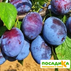 Слива Чачакская ранняя купить по цене от 229.00р. в интернет-магазине «Посадика» с доставкой почтой в в Долинске и по всей России – [изображение №1].