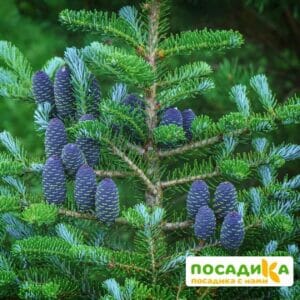 Пихта корейская (Abies koreana) купить по цене от 450.00р. в интернет-магазине «Посадика» с доставкой почтой в в Долинске и по всей России – [изображение №1].