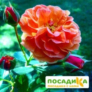 Роза Арабия купить по цене от 350.00р. в интернет-магазине «Посадика» с доставкой почтой в в Долинске и по всей России – [изображение №1].