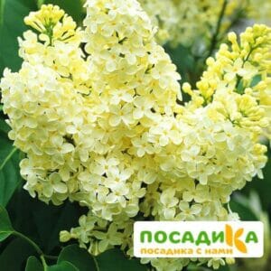 Сирень Примроуз (Primrose) купить по цене от 529.00р. в интернет-магазине «Посадика» с доставкой почтой в в Долинске и по всей России – [изображение №1].