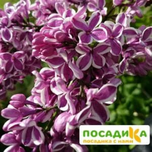 Сирень Сенсация купить по цене от 529.00р. в интернет-магазине «Посадика» с доставкой почтой в в Долинске и по всей России – [изображение №1].