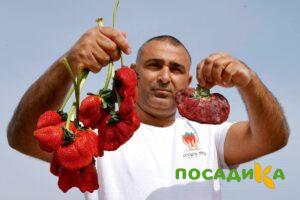 Клубника Гигант Джорнея купить по цене от 266р. в интернет-магазине «Посадика» с доставкой почтой в в Долинске и по всей России – [изображение №1].