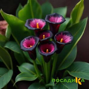Калла Аура Лейс купить по цене от 400р. в интернет-магазине «Посадика» с доставкой почтой в в Долинске и по всей России – [изображение №1].