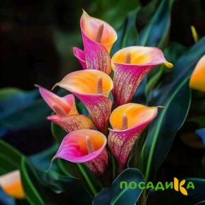 Калла Оникс купить по цене от 450р. в интернет-магазине «Посадика» с доставкой почтой в в Долинске и по всей России – [изображение №1].