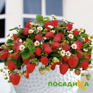 Клубника Рубиновый Шепот (горшечная) купить по цене от 240р. в интернет-магазине «Посадика» с доставкой почтой в в Долинске и по всей России – [изображение №1].