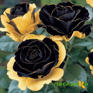 Роза Ханни Сикл купить по цене от 700р. в интернет-магазине «Посадика» с доставкой почтой в в Долинске и по всей России – [изображение №1].