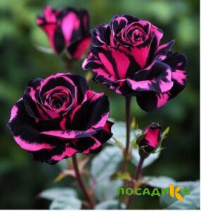Роза Багровый Шепот купить по цене от 366р. в интернет-магазине «Посадика» с доставкой почтой в в Долинске и по всей России – [изображение №1].