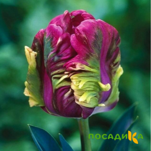 Тюльпан Экзотик Хэвен купить по цене от 186р. в интернет-магазине «Посадика» с доставкой почтой в в Долинске и по всей России – [изображение №1].